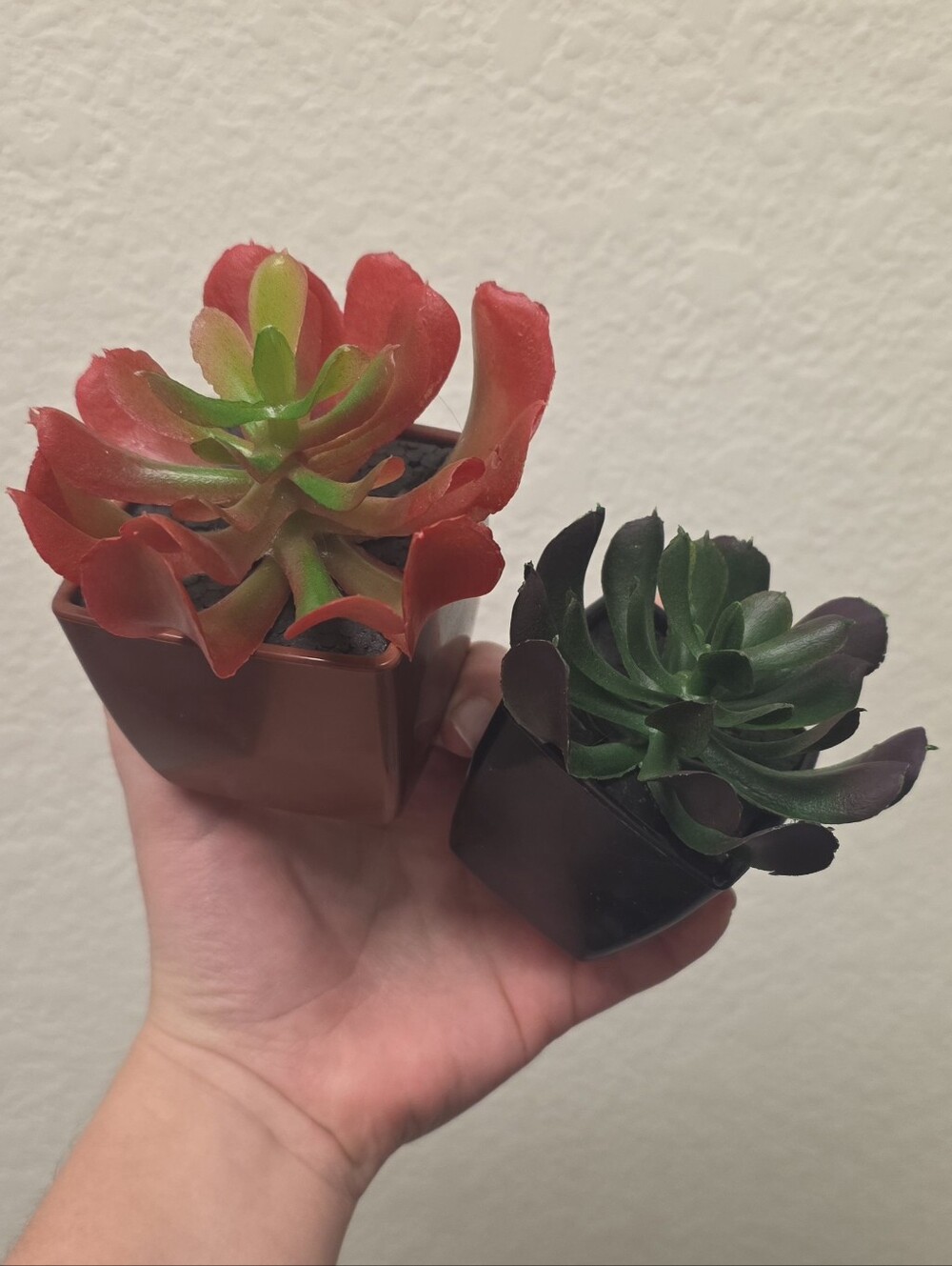 FREE w/ ANY PURCHASE | Artificial Red and Green Succulent Set